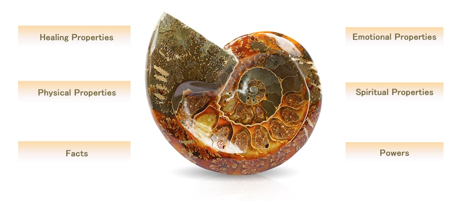 Everything You Need to Know About Ammonite: Meaning, Properties, Benefits, and Uses
